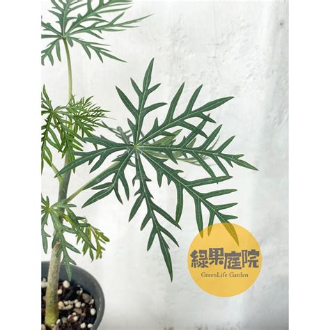 細裂葉珊瑚油桐|痲瘋樹屬植物(5)–珊瑚油桐 – 黑胡桃網路閣